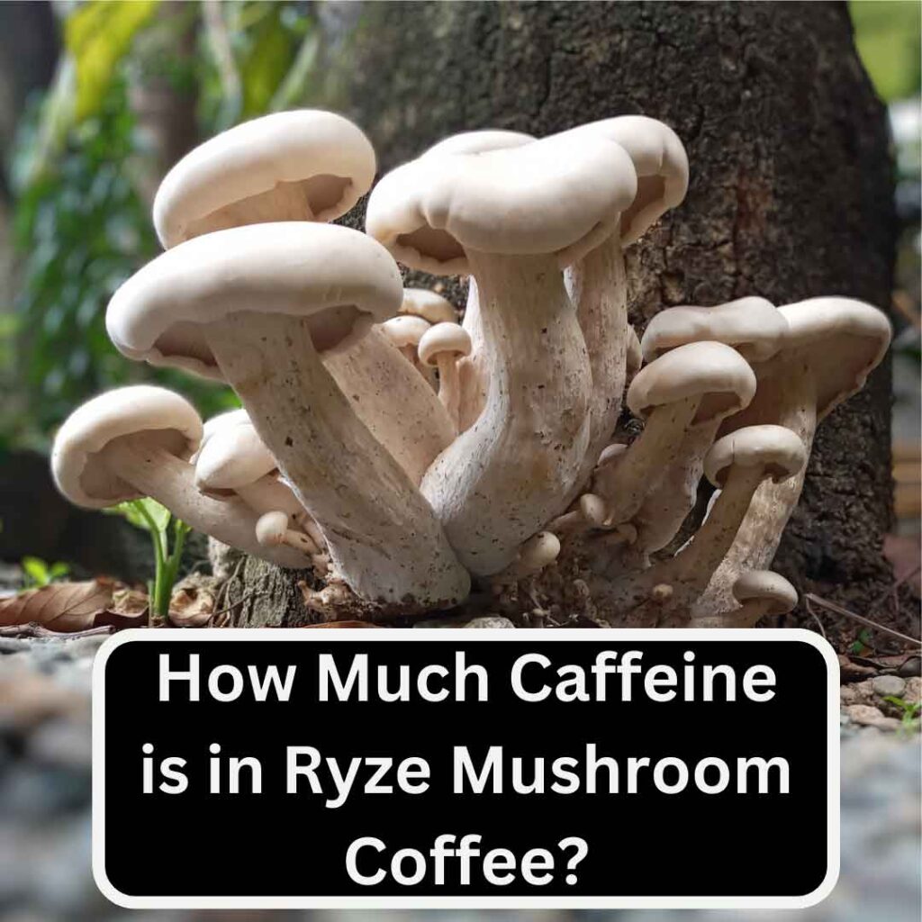 What Mushrooms are in Ryze Coffee